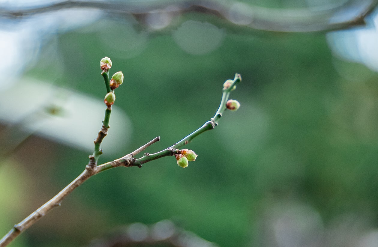 風情豊かな百年庭園